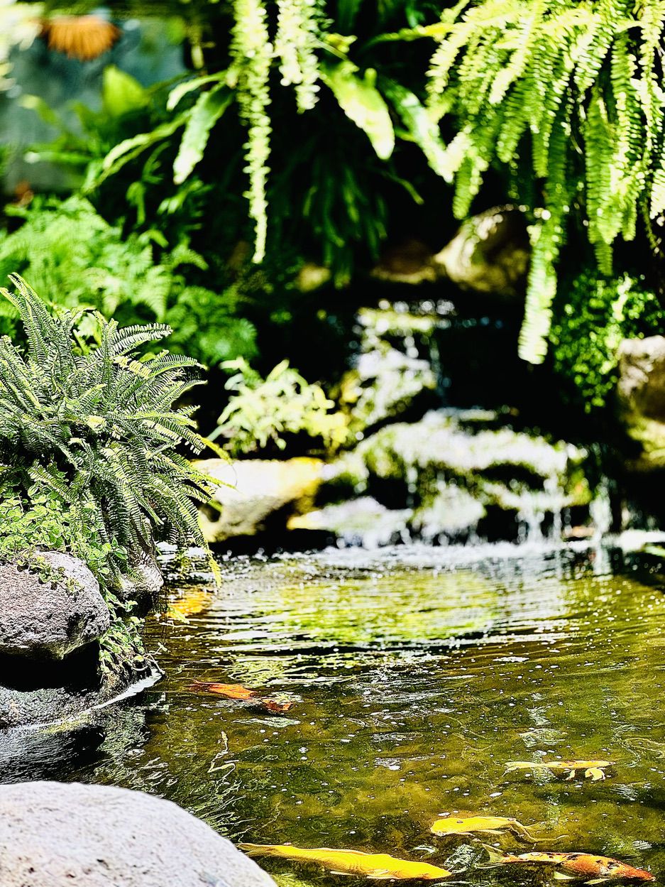 Rain Forest Cafe Pond